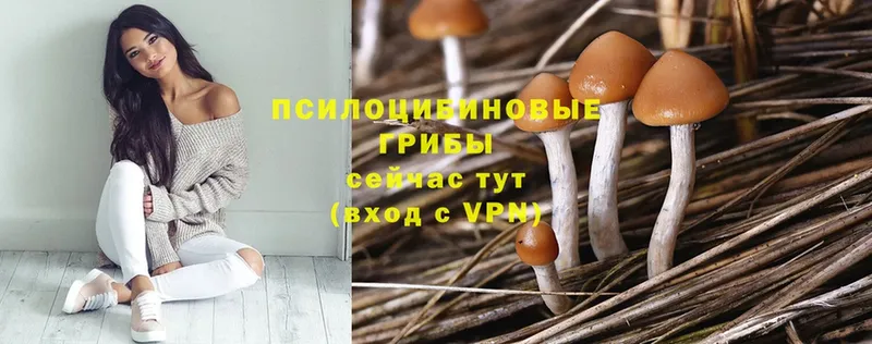 Галлюциногенные грибы Psilocybe  сколько стоит  Злынка 